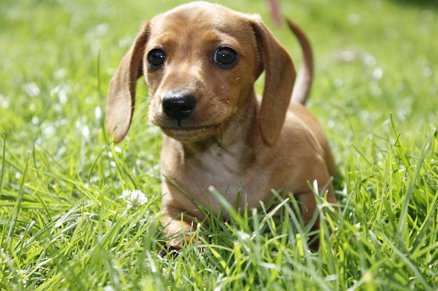 Portrait of puppy on grass