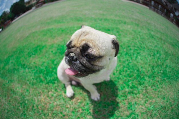 Portrait of puppy on grass