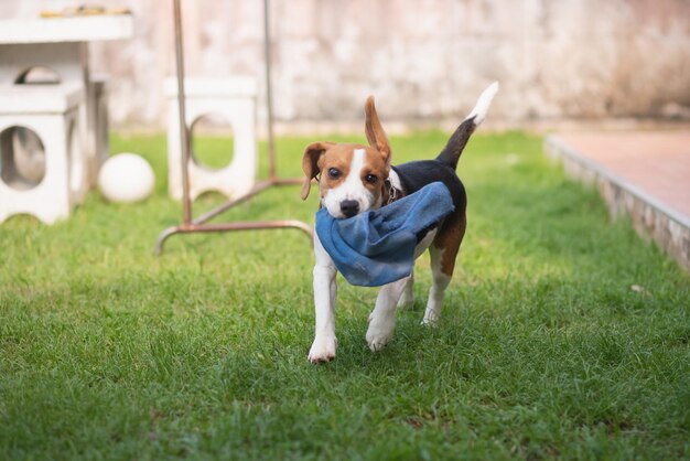 草の上にある子犬の肖像画