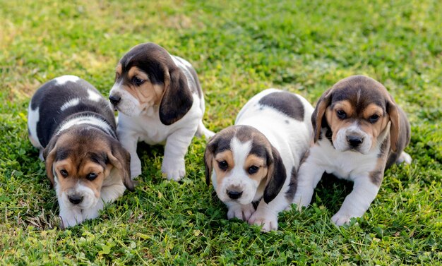 Portrait of puppy on grass