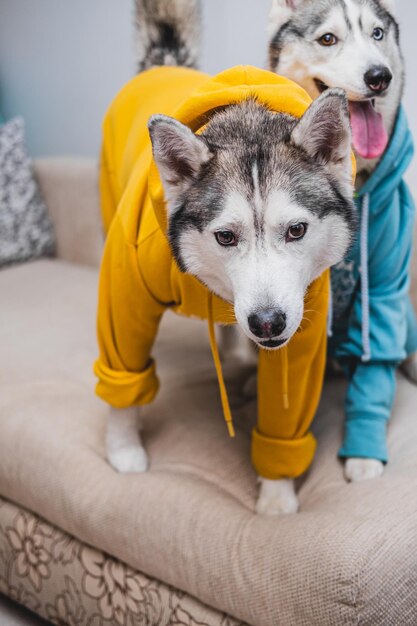 Portrait of puppy at home