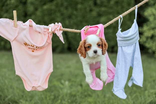 Portrait of Puppy King Charles Spaniel