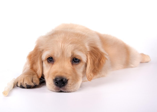 白い背景に横たわっている子犬の肖像画