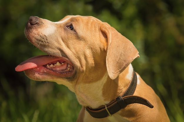 Portrait of a puppy Pitbull