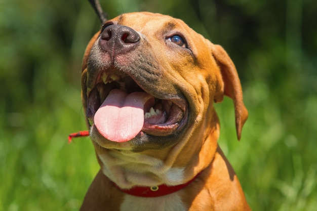 Portrait of a puppy Pitbull