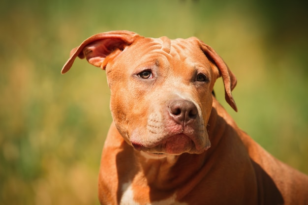 Foto ritratto di un cucciolo pitbull