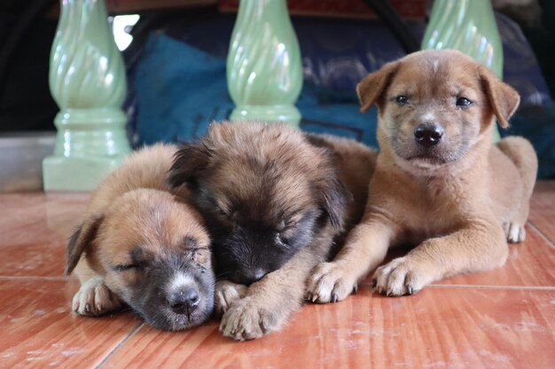 Photo portrait of puppy relaxing on floor