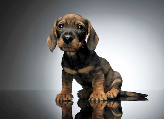 灰色の背景に座っている子犬の肖像画
