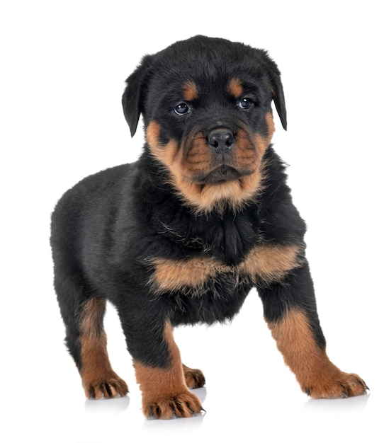 Photo portrait of puppy sitting against white background