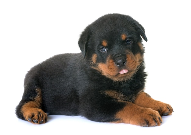 白い背景に座っている子犬の肖像画
