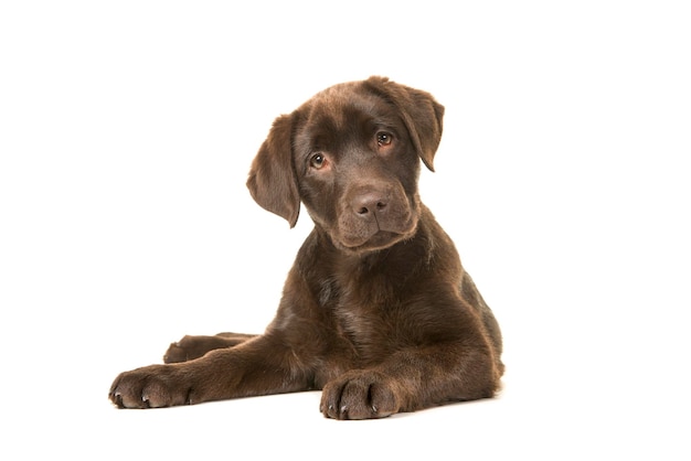 白い背景に座っている子犬の肖像画