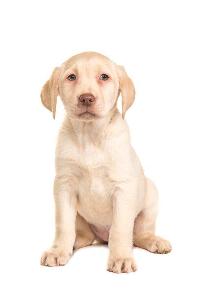 Photo portrait of puppy sitting against white background