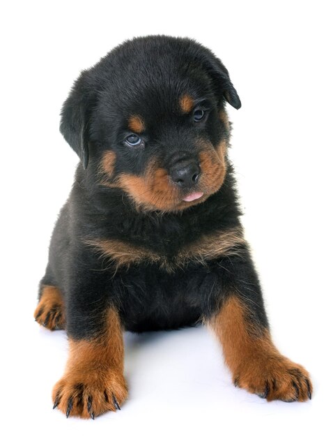 白い背景に座っている子犬の肖像画