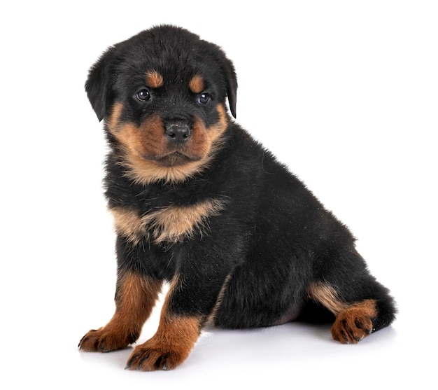 白い背景に座っている子犬の肖像画