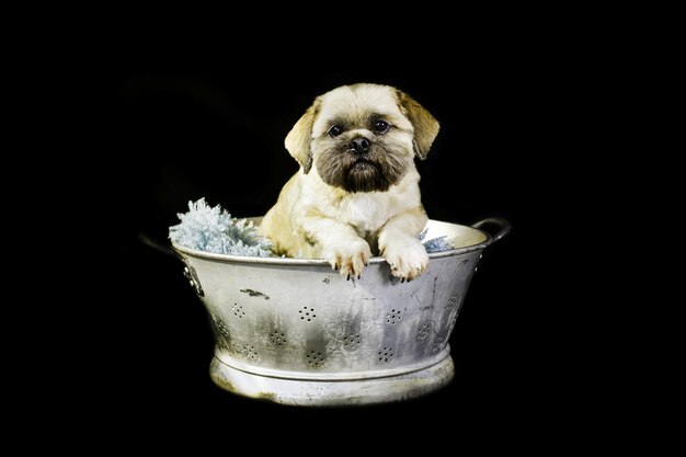 Photo portrait of puppy sitting in bucket against black background