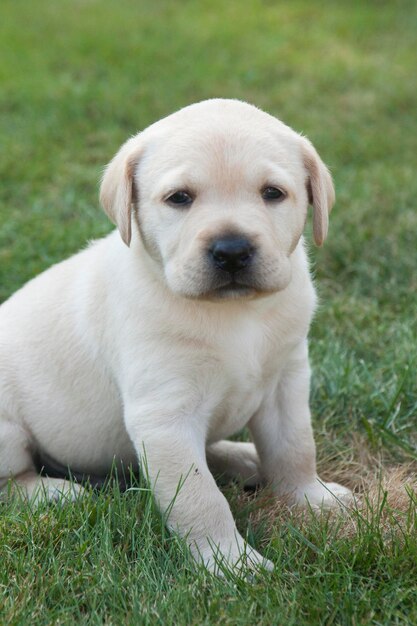 Portrait of puppy sitting on field