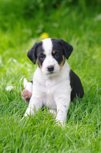 Photo portrait of puppy sitting on grassy field