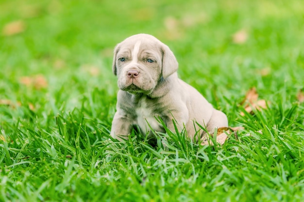 portrait of puppy sitting on grassy land