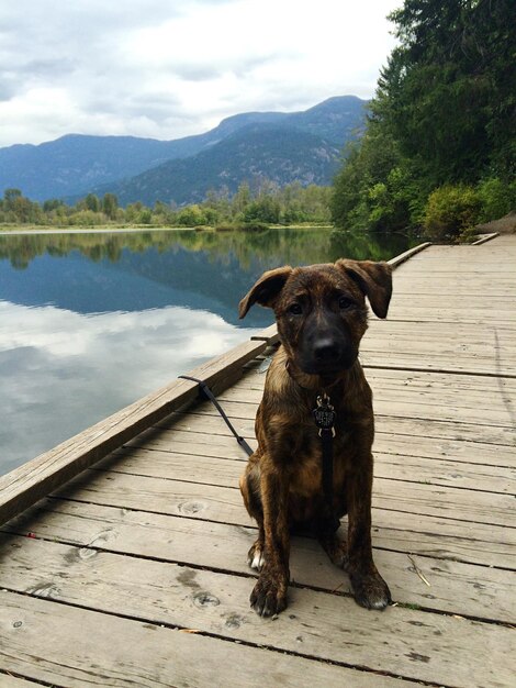 Foto ritratto di un cucciolo seduto sul molo sopra il lago