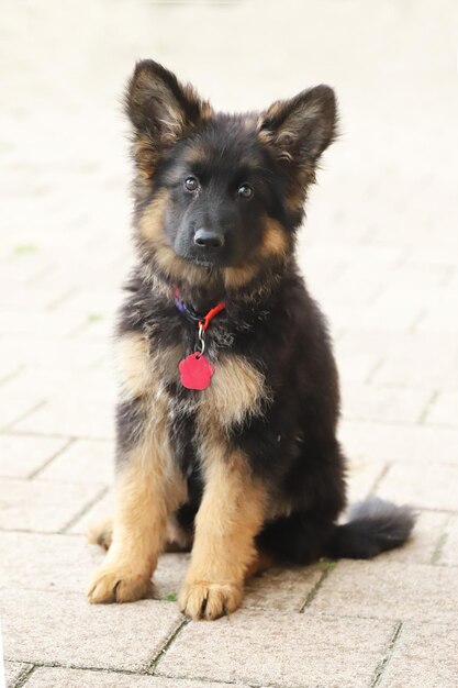 Portrait of puppy sitting outdoors