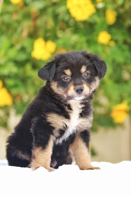 Photo portrait of puppy sitting outdoors