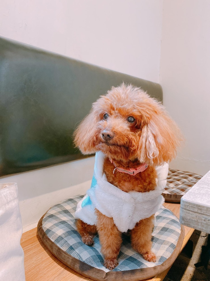 Photo テーブルに座っている子犬の肖像画