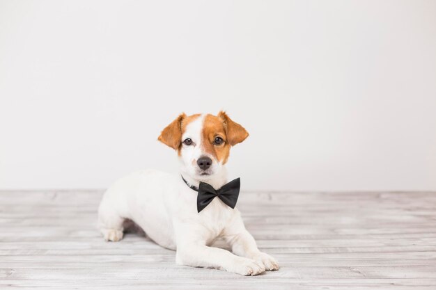 Photo portrait of puppy sitting