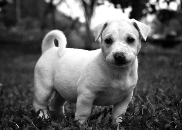 畑に立っている子犬の肖像画