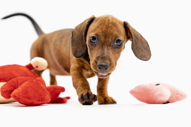 Photo portrait of puppy teckel looking at camera