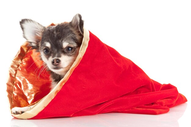 Portrait of puppy in textile bag against white background