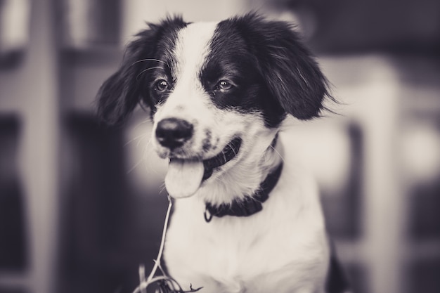 Portrait of puppy with tongue out in black and white