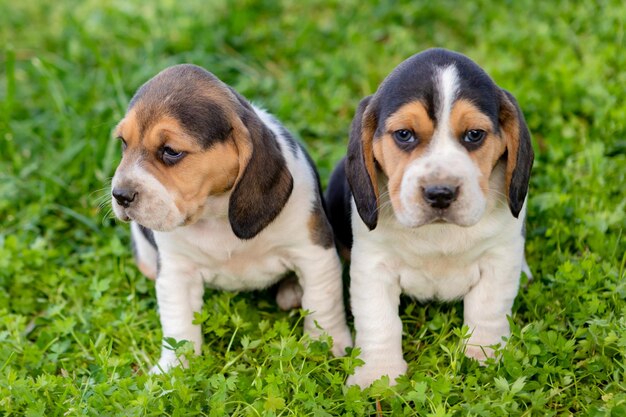 Photo portrait of puppy