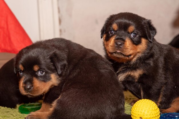 Foto ritratto di cucciolo