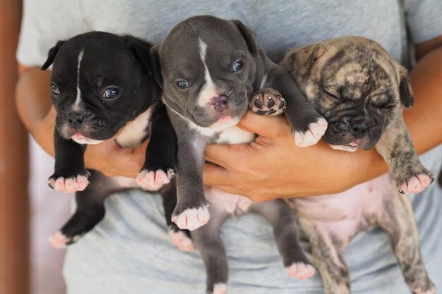 Photo portrait of puppy