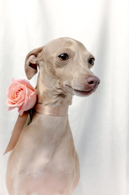 Portrait of Pure breed Italian greyhound dog with roses spring concept