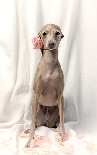 Portrait of Pure breed Italian greyhound dog with roses spring concept