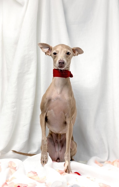 Portrait of Pure breed Italian greyhound dog with roses spring concept