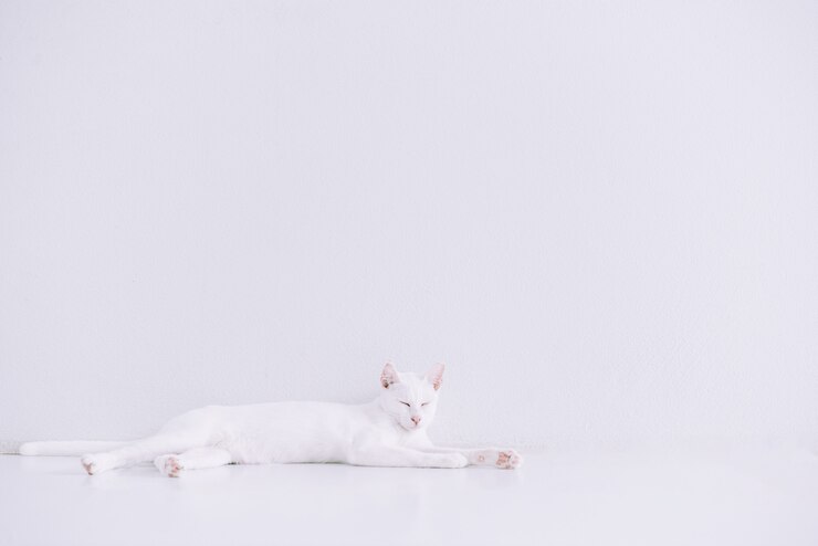 Photo 순수한 흰색 고양이와 흰색 집에서 바닥에 누워의 초상화.