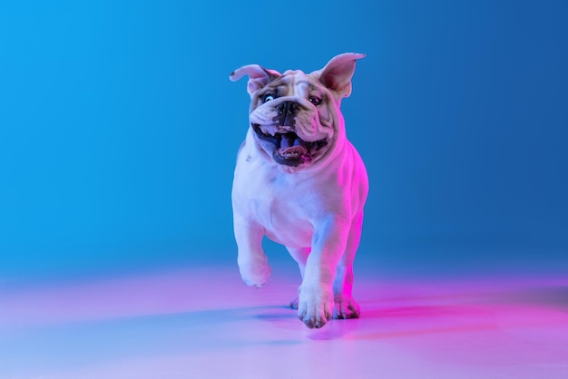 Portrait of purebred dog english bulldog posing isolated over studio background in neon blue light Concept of motion action pets love animal life