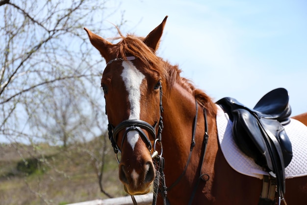 Portrait of purebred horse on nature background