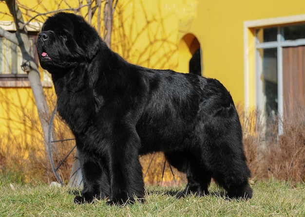 Portrait of purebred newfoundland dog in outdoors.