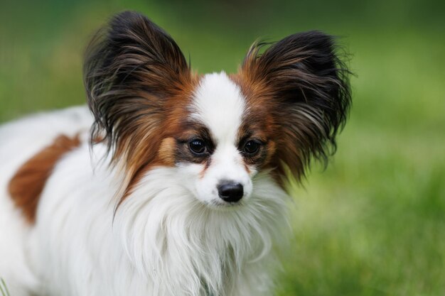 緑の草の背景に純血種のパピヨン犬の肖像画