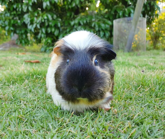 Portrait of a rabbit on field