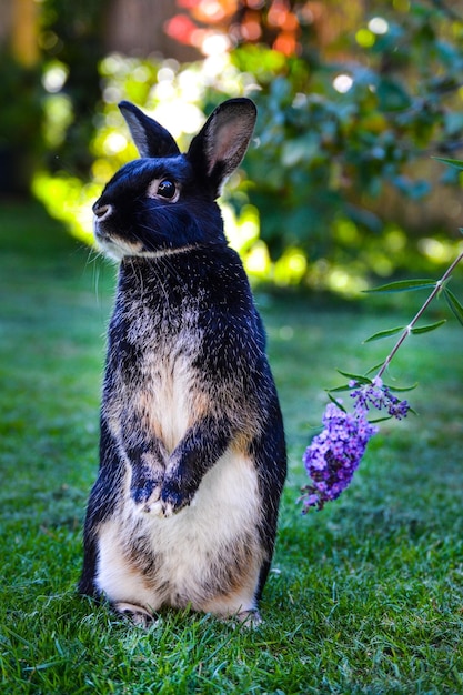 Photo portrait of rabbit standing on grassy field