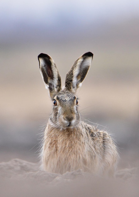 portrait of rabbit