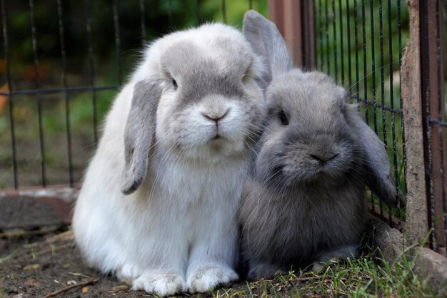 Portrait of rabbits in cage