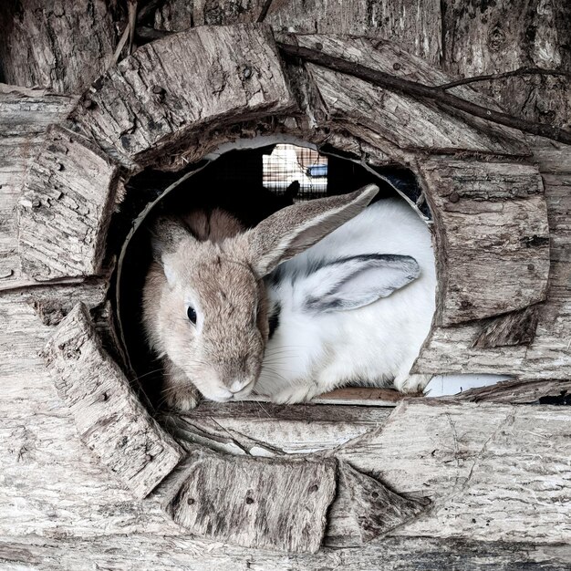 Photo portrait of rabbits in wooden hole