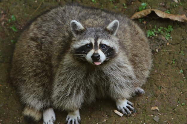 Portrait of raccoon on field