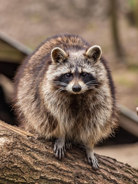 Photo portrait of raccoon on tree