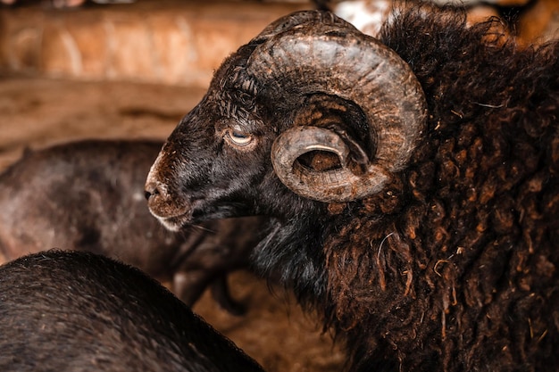 Portrait of a ram in closeup